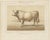 Borie, Charolais Bull, French Cattle Breed, 1863, Chromolithograph For Sale - Image 3 of 9