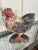 Rustic European Rooster Hand Carved & Painted Wood Figurine For Sale - Image 9 of 11