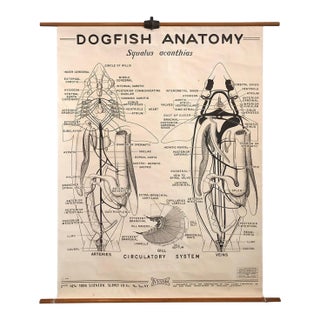 Mid 20th Century Educational Zoological Dogfish Anatomy Chart by New York Scientific Co. For Sale