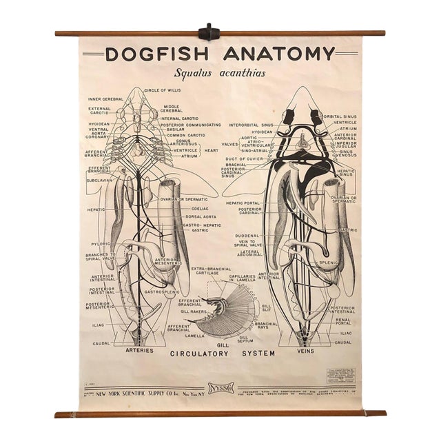 Mid 20th Century Educational Zoological Dogfish Anatomy Chart by New York Scientific Co. For Sale
