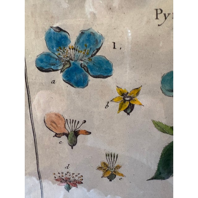 Pair of Hand Colored 19th C Engravings of Fruit For Sale - Image 9 of 18