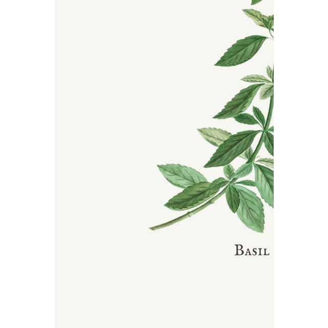 Basil Herb by Redouté, Vintage Botanical Art Print, 40" X 60" For Sale - Image 4 of 8