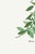 Basil Herb by Redouté, Vintage Botanical Art Print, 40" X 60" For Sale - Image 4 of 8