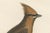 This is a handcolored antique print titled 'Le Jaseur du Cédre', featuring the cedar waxwing (Bombycilla cedrorum), known...