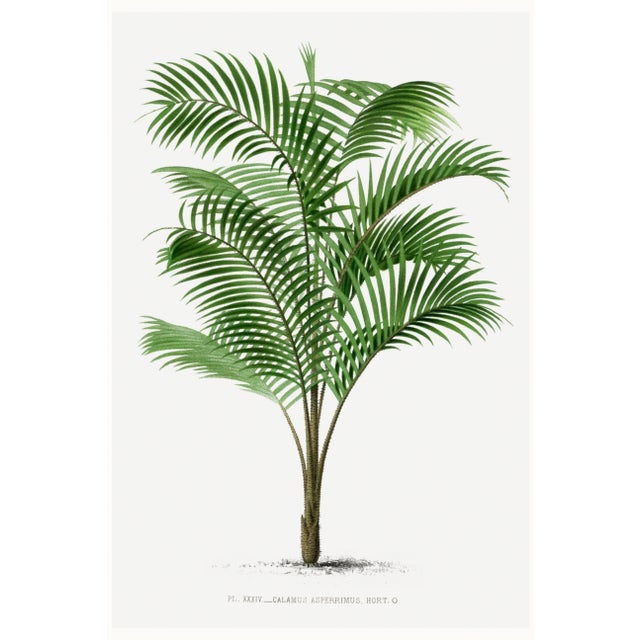 Tropical Palm Botanical, Vintage Art Print Reproduction, 20" X 30" For Sale