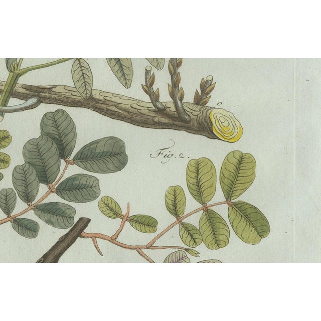 Bertuch, Rubber and Gum Arabic Trees, 1802, Engraving For Sale - Image 6 of 9
