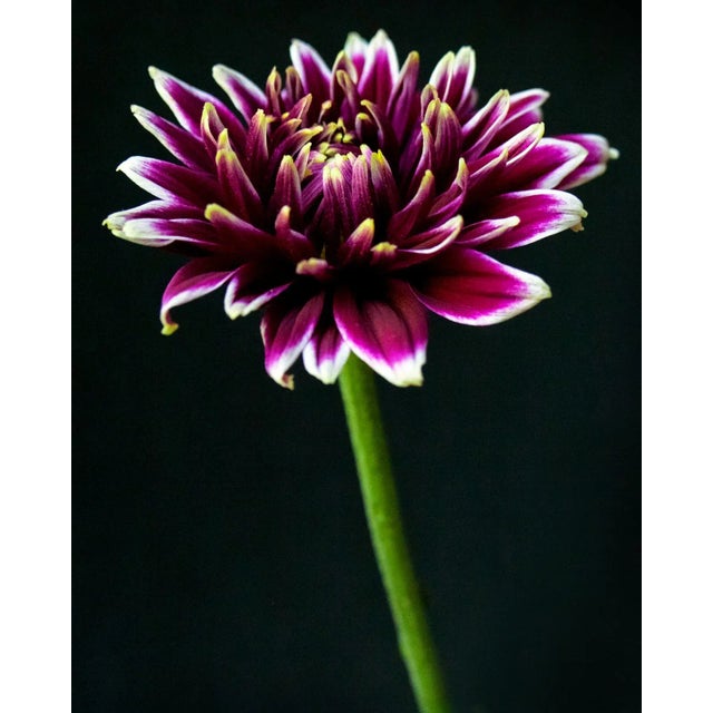 Photograph of a Purple Flower on Black. Contemporary photography.