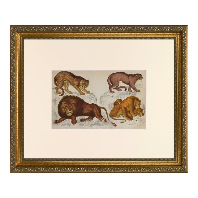 19th Century Antique English Lion and Tiger Engraving For Sale