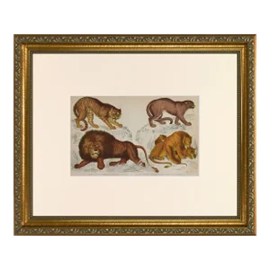 19th Century Antique English Lion and Tiger Engraving