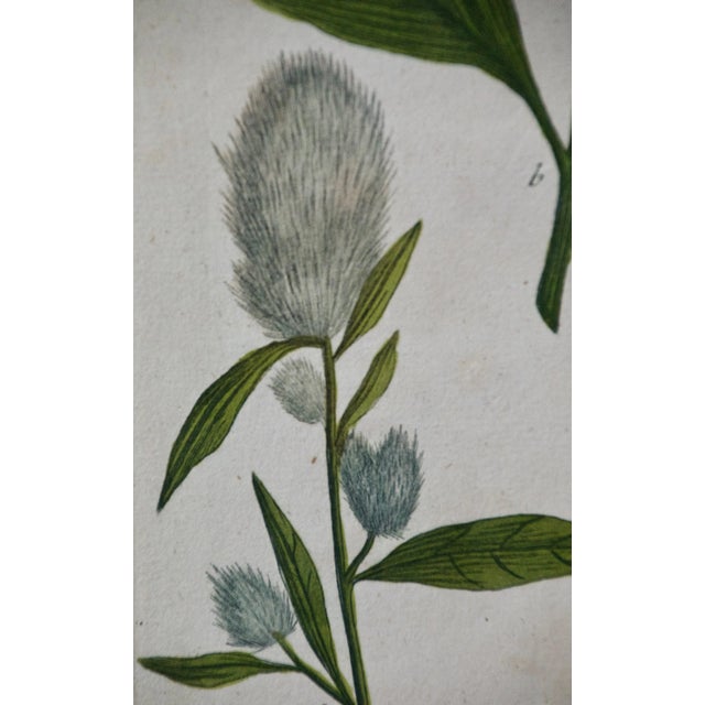 Purple Amaranth: 18th Century Hand Colored Botanical Engraving by J. Weinmann For Sale - Image 4 of 5