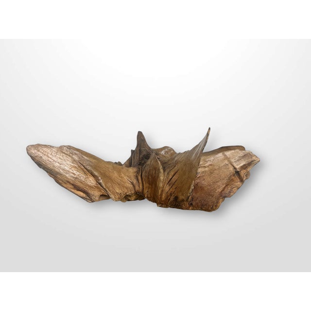 Large Natural Abstract Sculpture, 20th Century, Root Wood For Sale - Image 13 of 17