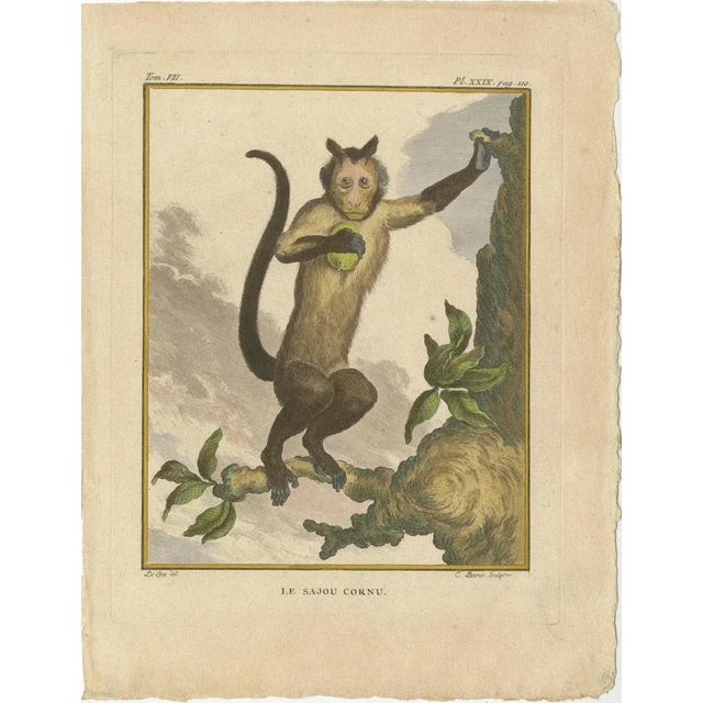 After Buffon, Capuchin Monkeys, Paper, Set of 3 For Sale - Image 4 of 6