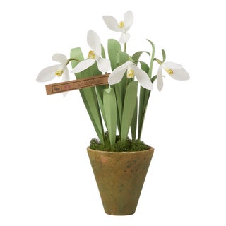 The Green Vase Mini Snowdrop Plant For Sale