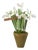 The Green Vase Mini Snowdrop Plant For Sale