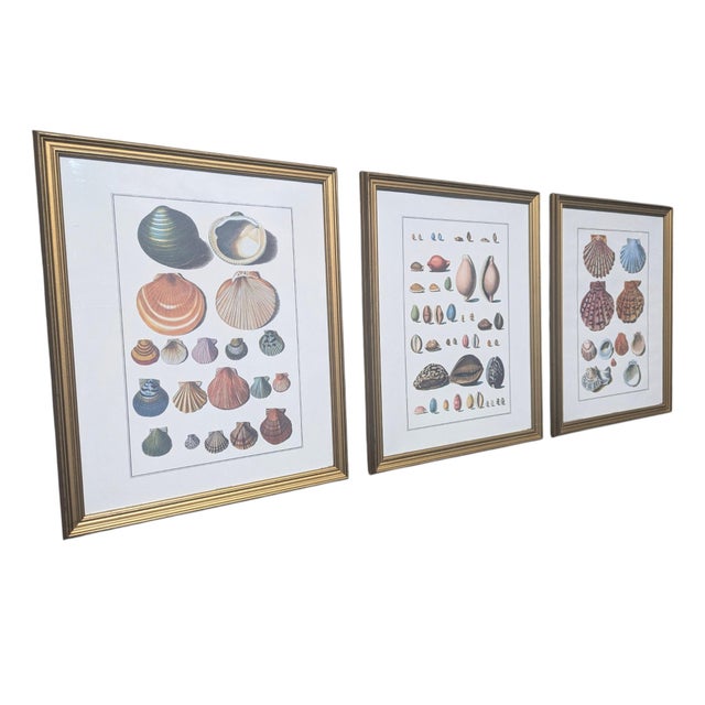 Vintage Coastal Seashell Clamshell Framed Prints- Set of 3 For Sale In Charlotte - Image 6 of 11