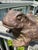 Brown Bronze Frog Sculpture For Sale - Image 8 of 11