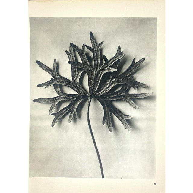1940s 1940s Botanical Blossfeldt Print - No. 29 For Sale - Image 5 of 5