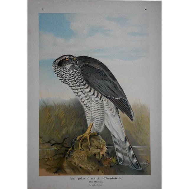 This antique chromolithograph series (stone lithograph where each color is laid in with a separate lithographic stone)...