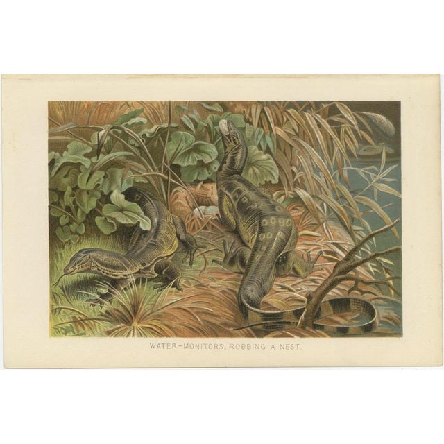 P. J. Smit, Water Monitors Robbing a Nest, 1895, Color Lithograph For Sale - Image 3 of 9