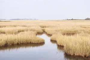 Contemporary Coastal Landscape, New England Photography Print, 36 X 24" Photograph, Connecticut 'Salt Marsh'