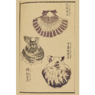 Vintage Japanese Scallop Shells, Woodblock Print Reproduction, 16" X 24" For Sale