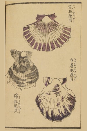 Vintage Japanese Scallop Shells, Woodblock Print Reproduction, 16" X 24"