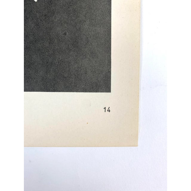1940s Botanical Blossfeldt Print - No. 14 For Sale - Image 4 of 5