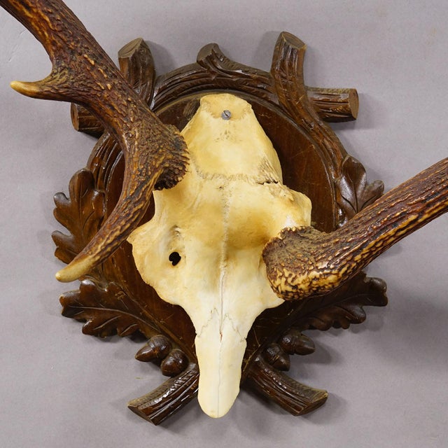 Abnorm Black Forest Red Deer Trophy on Carved Plaque Germany 1930s For Sale - Image 4 of 6