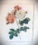 Pink Gold Bead Framed Vintage Rose Print in the Style of Pierre Joseph Redoute (1759-1840) For Sale - Image 8 of 11