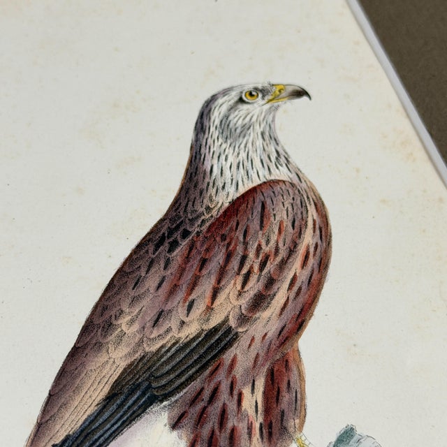 Green 1828 French Raptor Gallery by Jean-Charles Werner | Set of 6 Hand-Colored Lithographs, Framed For Sale - Image 8 of 12