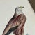 Green 1828 French Raptor Gallery by Jean-Charles Werner | Set of 6 Hand-Colored Lithographs, Framed For Sale - Image 8 of 12