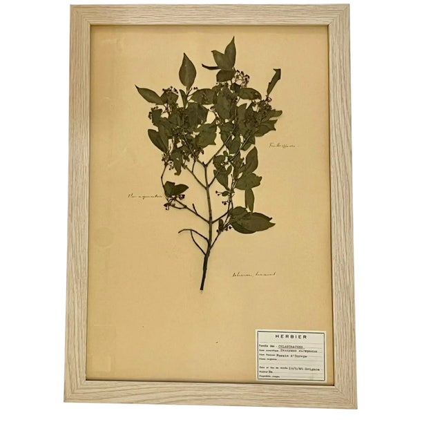 1960s Vintage Set of 4 French Custom Framed Herbarium Herbier Botanical Specimens For Sale - Image 5 of 14