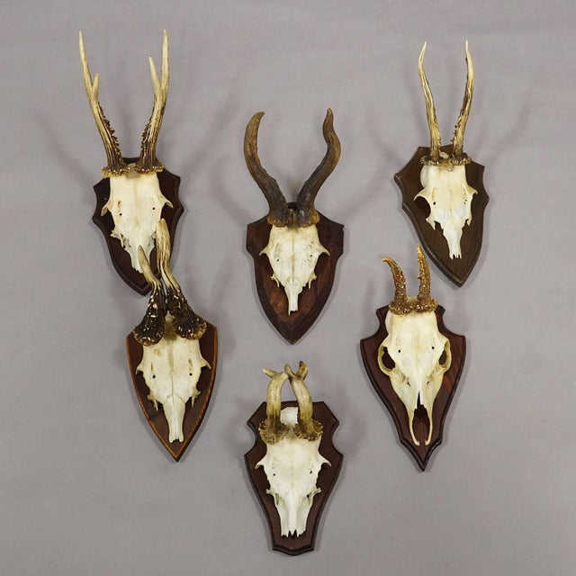 Vintage Set of Six Roe Deer Trophies on Wooden Plaques Germany ca. 1960s A collection of six vintage roe deer (Capreolus...
