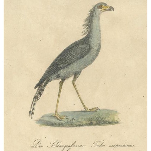 Karl Joseph Brodtmann, Birds of Prey, 1816, Lithograph For Sale - Image 4 of 9