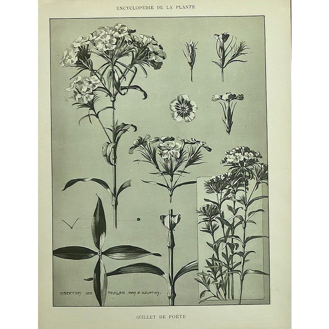 RARE! This is a set of 3 original 1902 antique botanicals of French drawings. They came from a French portfolio of 4...
