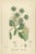 Black Sowerby, Herbs with Soft Green Palette, 1902, Prints, Set of 4 For Sale - Image 8 of 10