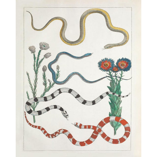 Colorful Southwest Snakes and Botanical Giclée For Sale