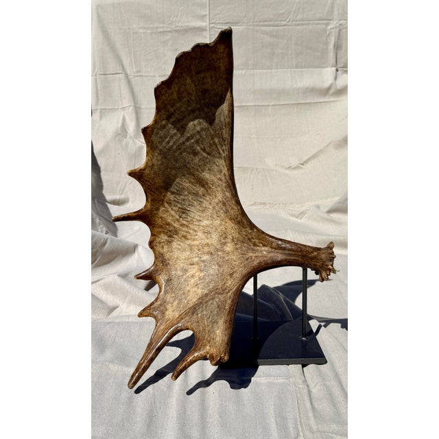 Large Mounted Moose Paddle/Antler For Sale - Image 9 of 9