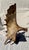 Large Mounted Moose Paddle/Antler For Sale - Image 9 of 9