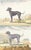 This charming hand-colored 1758 engraving is one of the oldest available prints of a dog. Taken from the 10th volume...