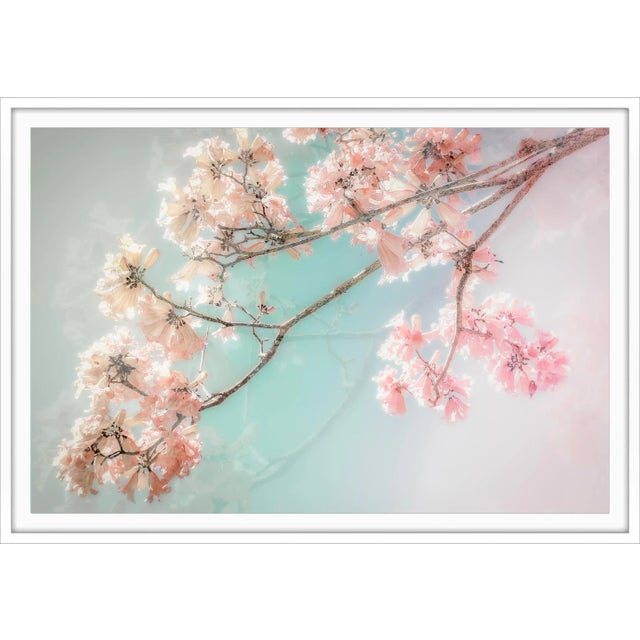 A dreamy play of color and light, this photograph captures delicate blossoms silhouetted against a glowing sky that shifts...