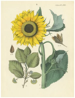 Hand-Colored Botanical Lithograph of Sunflower and Linden Tree, Calwer, 1854, Print