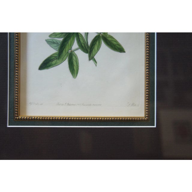 Pair of 19th Century Floral Colored Lithographs Botanical Register Framed 29" For Sale - Image 4 of 12