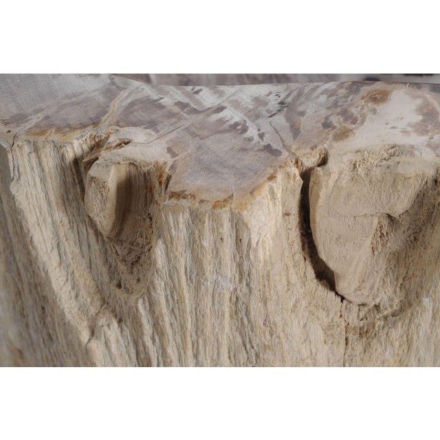 Freestanding Petrified Wood Water Basin by Xyleia Petrified Wood For Sale - Image 6 of 8
