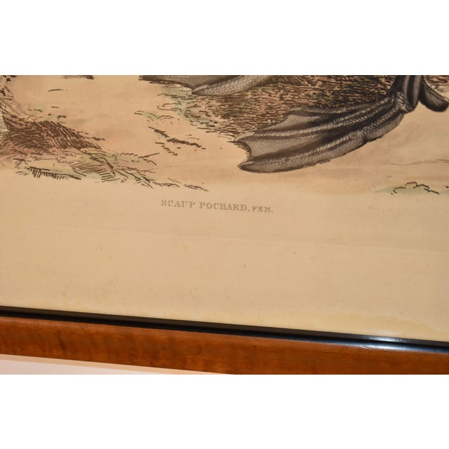 19th Century 19th Century Engraving of a Scaup Pochard by Prideaux John Selby For Sale - Image 5 of 6