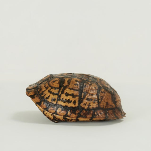 Victorian Antique Petite Box Turtle Shell For Sale - Image 3 of 13