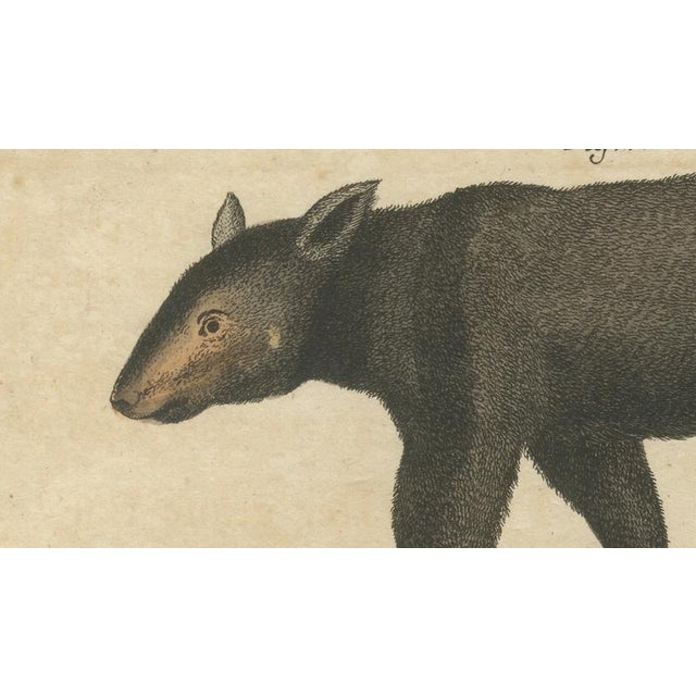 Paper Bertuch, Tapir & Bear Zoological, 1800, Engraving For Sale - Image 7 of 9