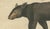 Paper Bertuch, Tapir & Bear Zoological, 1800, Engraving For Sale - Image 7 of 9