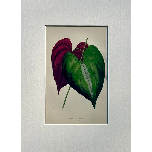 Shabby Chic Set of 6 Botanical Leaf Prints | Hand-Colored Antique Plant Engravings | by Lowe, C. 1890 For Sale - Image 3 of 6