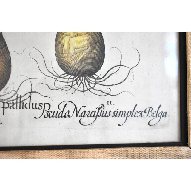 Beige Basilius Besler Botanical Engravings - a Pair For Sale - Image 8 of 13